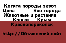 Котята породы экзот › Цена ­ 7 000 - Все города Животные и растения » Кошки   . Крым,Красноперекопск